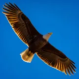 Soaring eagle, freedom