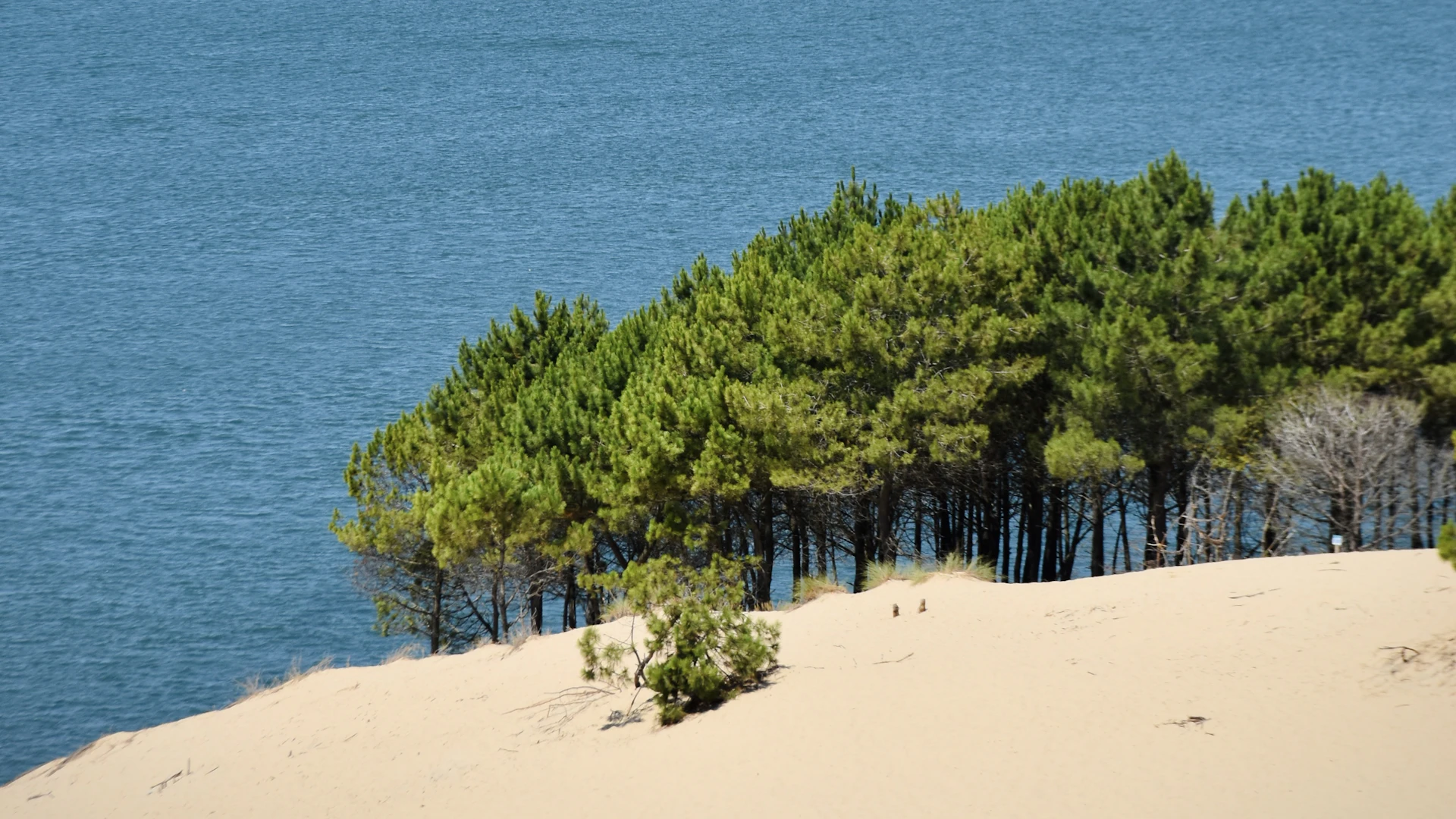 Dune du Pilat au-dessus du bassin d'Arcachon