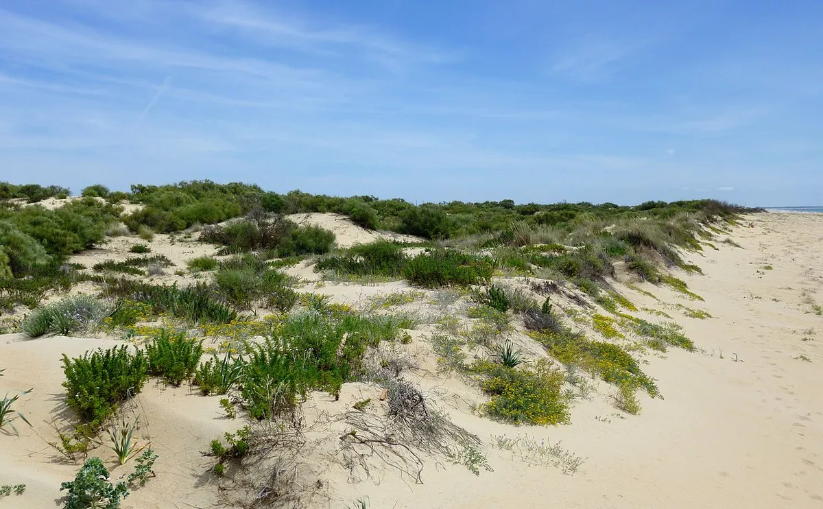 Dunas cubiertas de vegetación y arena clara en la flecha de El Rompido, junto al mar