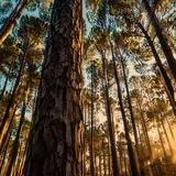 Forêt de pins du littoral