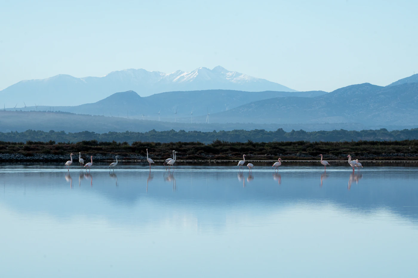 Flamants roses sur un étang méditerranéen près de Gruissan, avec les Pyrénées en arrière-plan