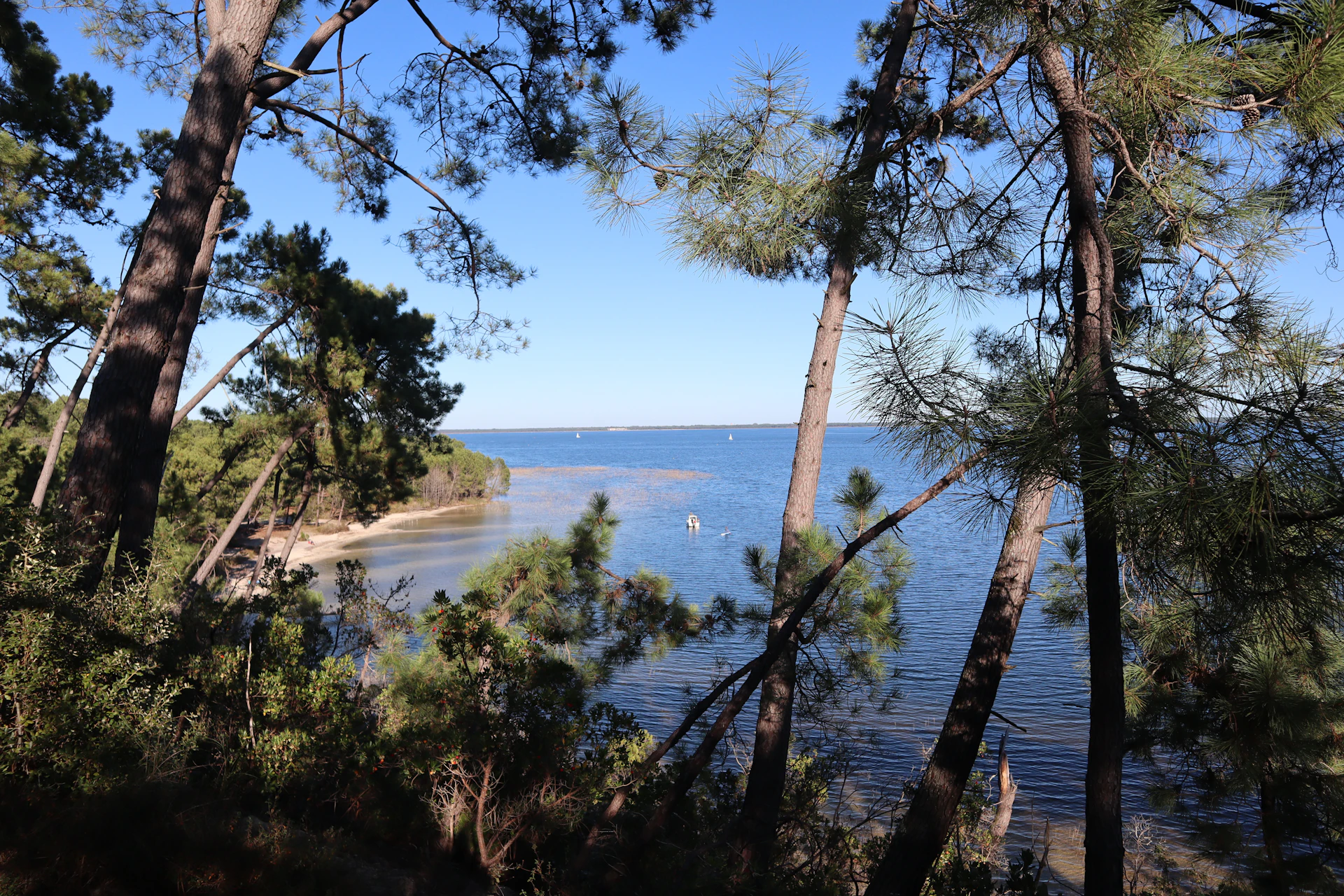 Le lac de Hourtin-Carcans vu à travers la forêt de pins, Gironde