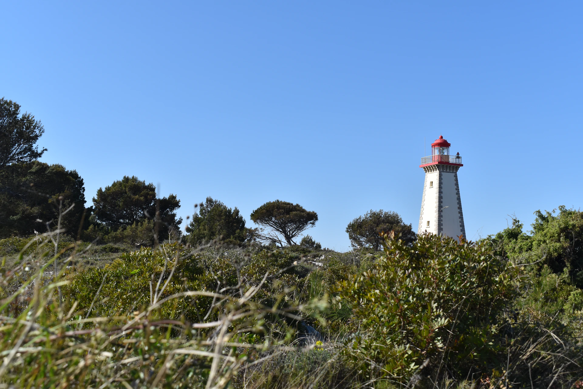 Le phare du Cap Leucate, dans l'Aude, entouré de garrigue et de pins maritimes