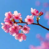 Fleur de printemps, ambiance météo