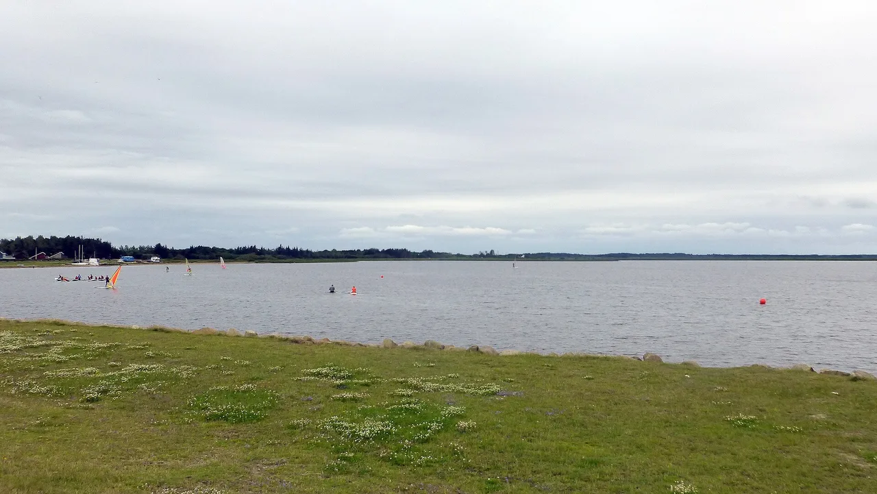 Windsurfers on the calm, flat water of Ringkøbing Fjord seen from a grassy bank near Bork Havn