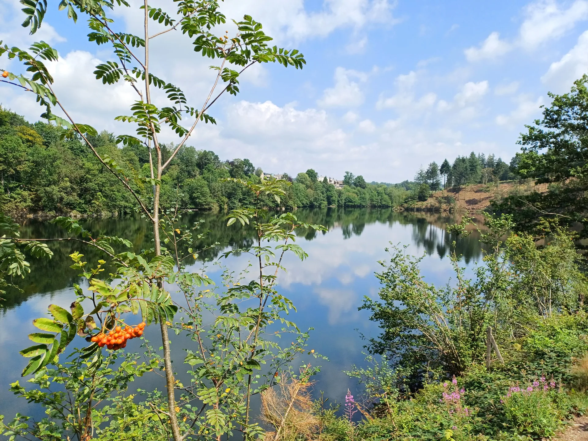 Le lac de Robertville, ses eaux calmes et ses rives boisées ardennaises