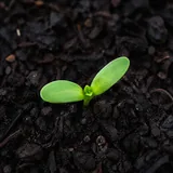 Seedling, early-season growth
